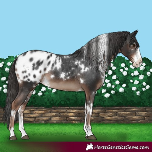 Horse Color:White Spotted Liver Chestnut Sabino Blanket 