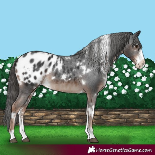 Horse Color:White Spotted Liver Chestnut Sabino Appaloosa 