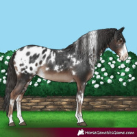 Horse Color:White Spotted Liver Chestnut Sabino Appaloosa 