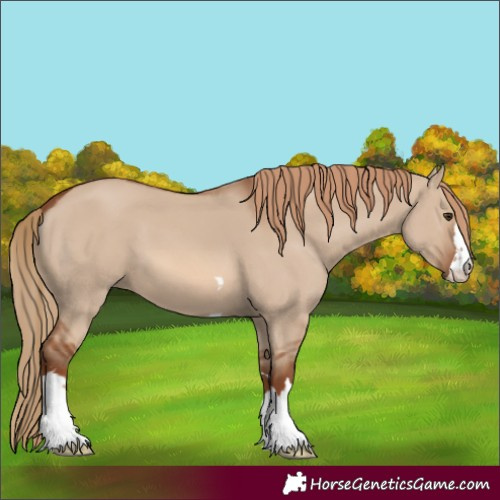 Horse Color:Red Dun 