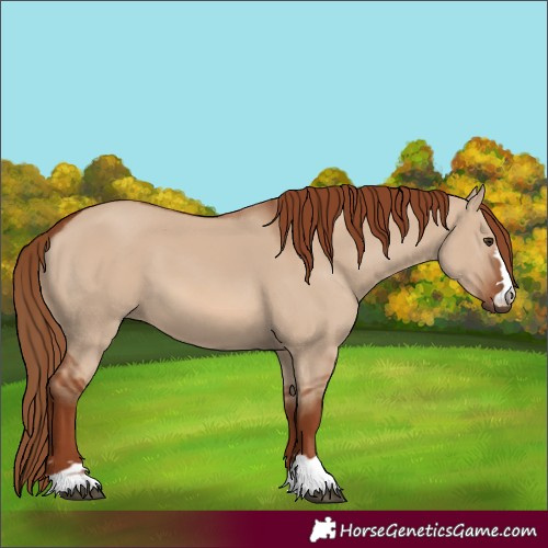 Horse Color:Red Dun 