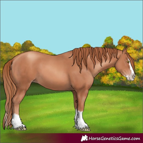 Horse Color:Gold Champagne Splash 