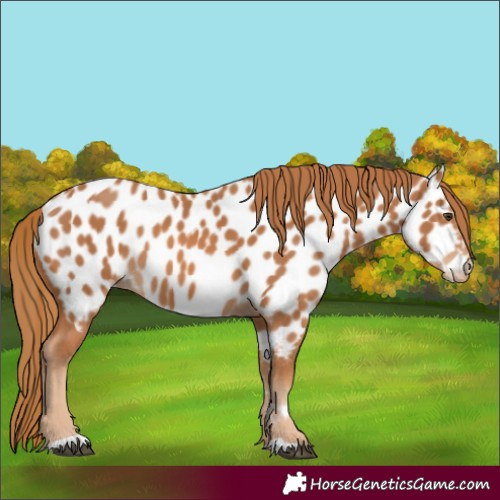 Horse Color:Chestnut Appaloosa 