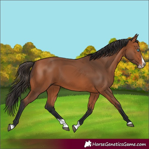 Horse Color:Bay Splash Frame 