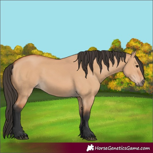 Horse Color:Bay Dun 