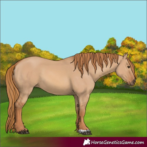 Horse Color:Red Dun 