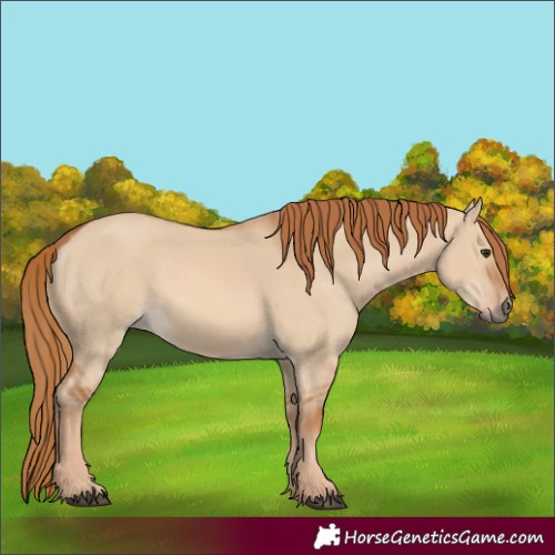Horse Color:Red Dun 
