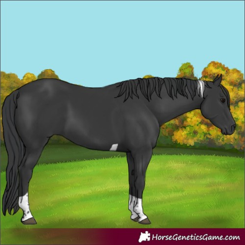 Horse Color:Black Tobiano 