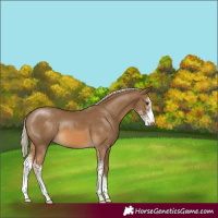 Horse Color:Chocolate Palomino Sabino 
