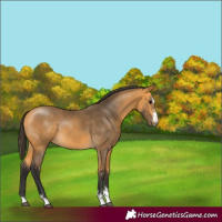 Horse Color:Buckskin 