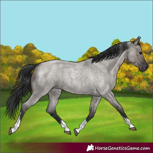 Horse Color:Unknown 
