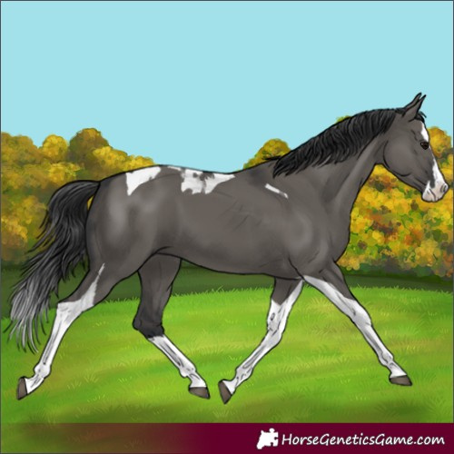 Horse Color:Grullo Splash Tobiano