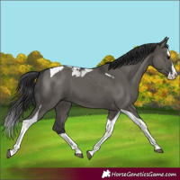 Horse Color:Grullo Splash Tobiano 