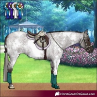 Horse Color:White Spotted Liver Red Roan