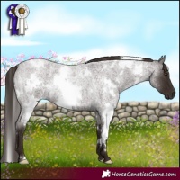 Horse Color:White Spotted Liver Red Roan 
