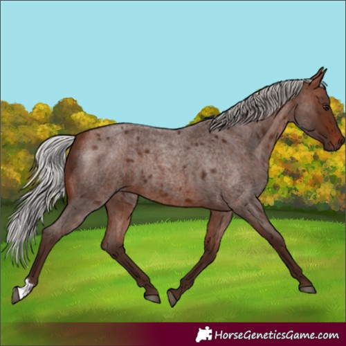 Horse Color:Silver Bay Roan 