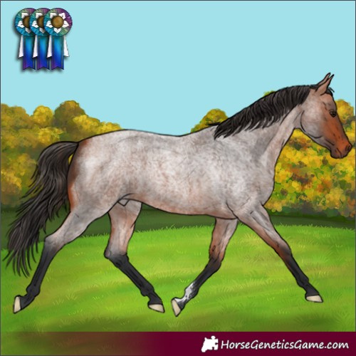 Horse Color:Bay Roan 