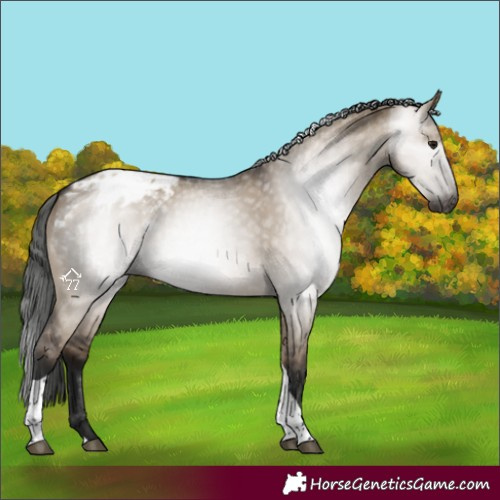 Horse Color:Gray Brown Dun Tobiano Blanket