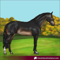 Horse Color:Gray Brown Tobiano 