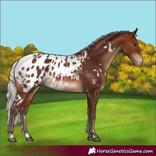 Horse Color:White Spotted Silver Brown Appaloosa 