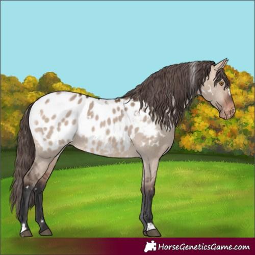 Horse Color:White Spotted Bay Dun Appaloosa 