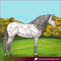 Horse Color:White Spotted Bay Dun Blanket 