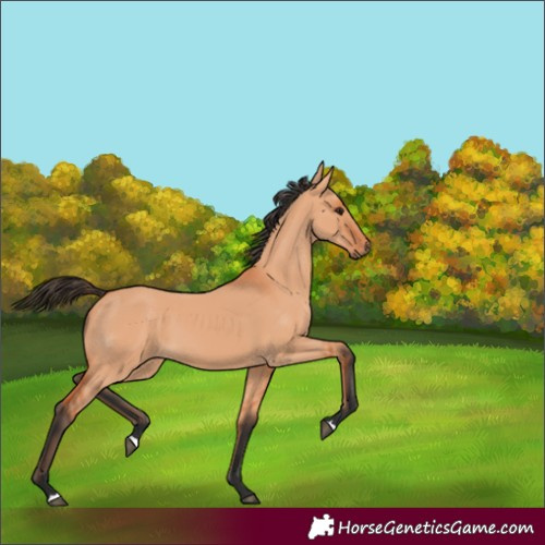 Horse Color:Bay Dun 
