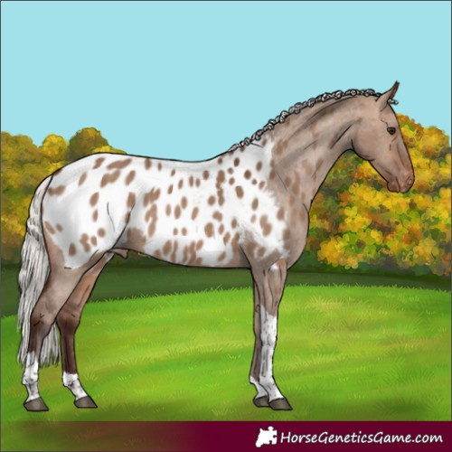 Horse Color:Silver Brown Dun Tobiano Appaloosa 