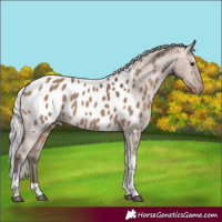 Horse Color:Silver Brown Dun Tobiano Appaloosa