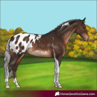 Horse Color:Silver Brown Tobiano Appaloosa