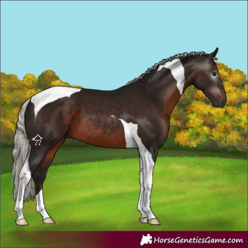 Horse Color:Gray Silver Brown Tobiano