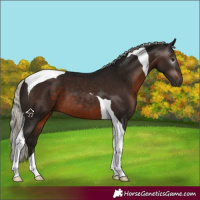 Horse Color:Gray Silver Brown Tobiano 