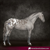 Horse Color:Grullo Appaloosa Rabicano 