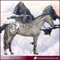 Horse Color:Grullo Appaloosa Rabicano