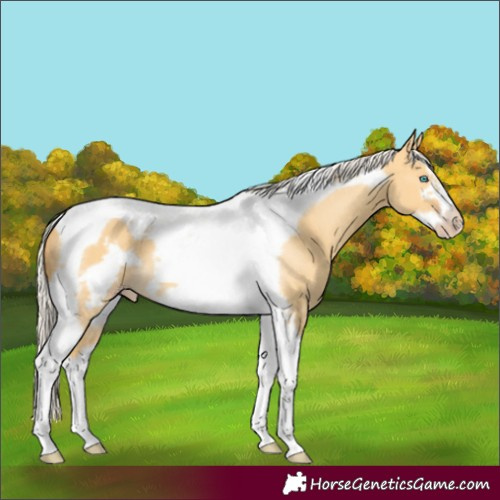 Horse Color:Unknown 