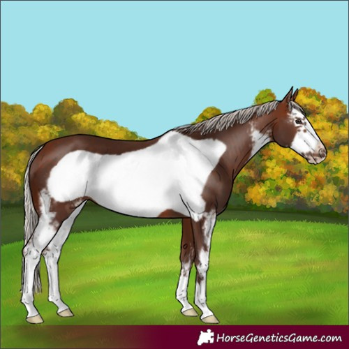 Horse Color:Unknown 