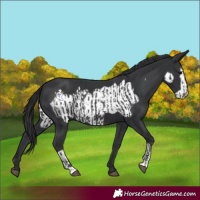 Horse Color:Black  and Black Frame 
