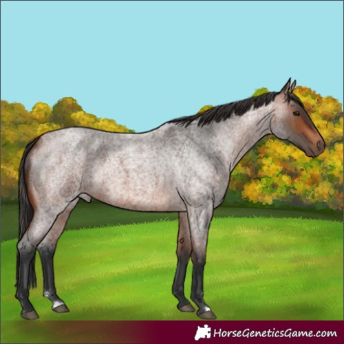Horse Color:Unknown 