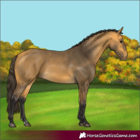 Horse Color:Buckskin 