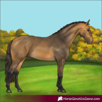 Horse Color:Buckskin 