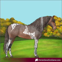 Horse Color:Bay Varnish  and Bay Tobiano Varnish 