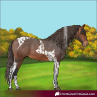 Horse Color:Bay Appaloosa  and Bay Tobiano Appaloosa 
