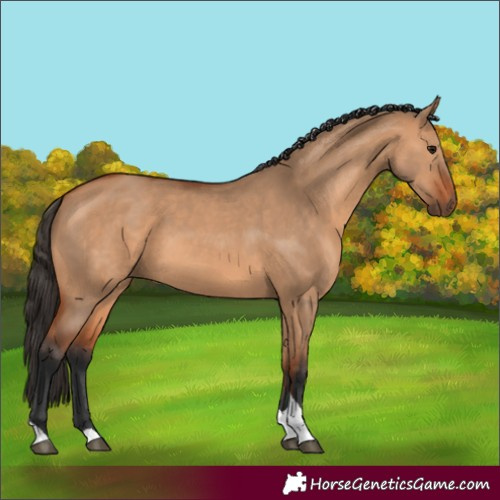 Horse Color:Bay Dun Tobiano 