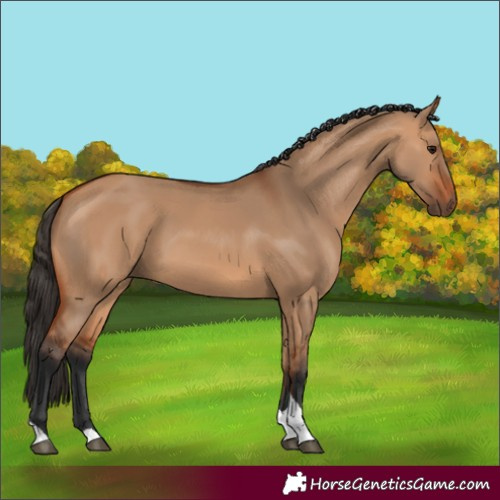 Horse Color:Bay Dun Tobiano 