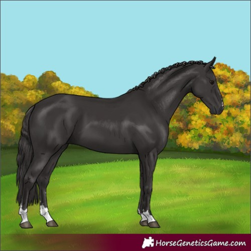 Horse Color:Smoky Black