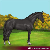Horse Color:Smoky Black 