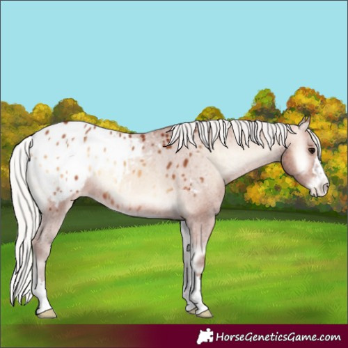 Horse Color:Silver Bay Onyx Blanket
