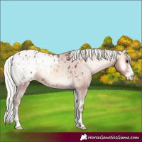 Horse Color:Silver Bay Onyx Blanket 