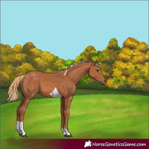 Horse Color:Chestnut Tobiano