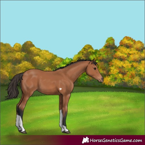 Horse Color:Bay Tobiano 